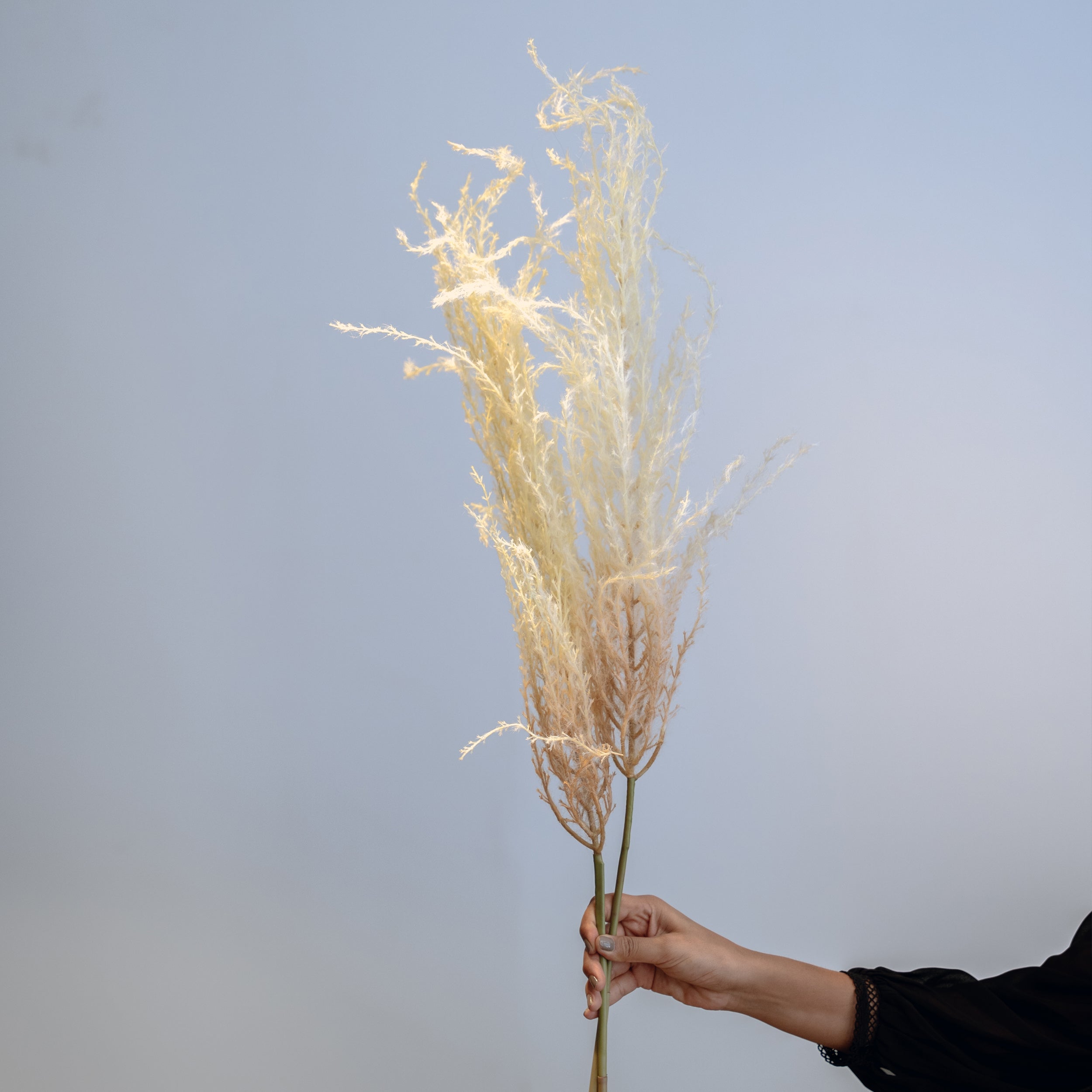 Creamy Beige Pampas Grass