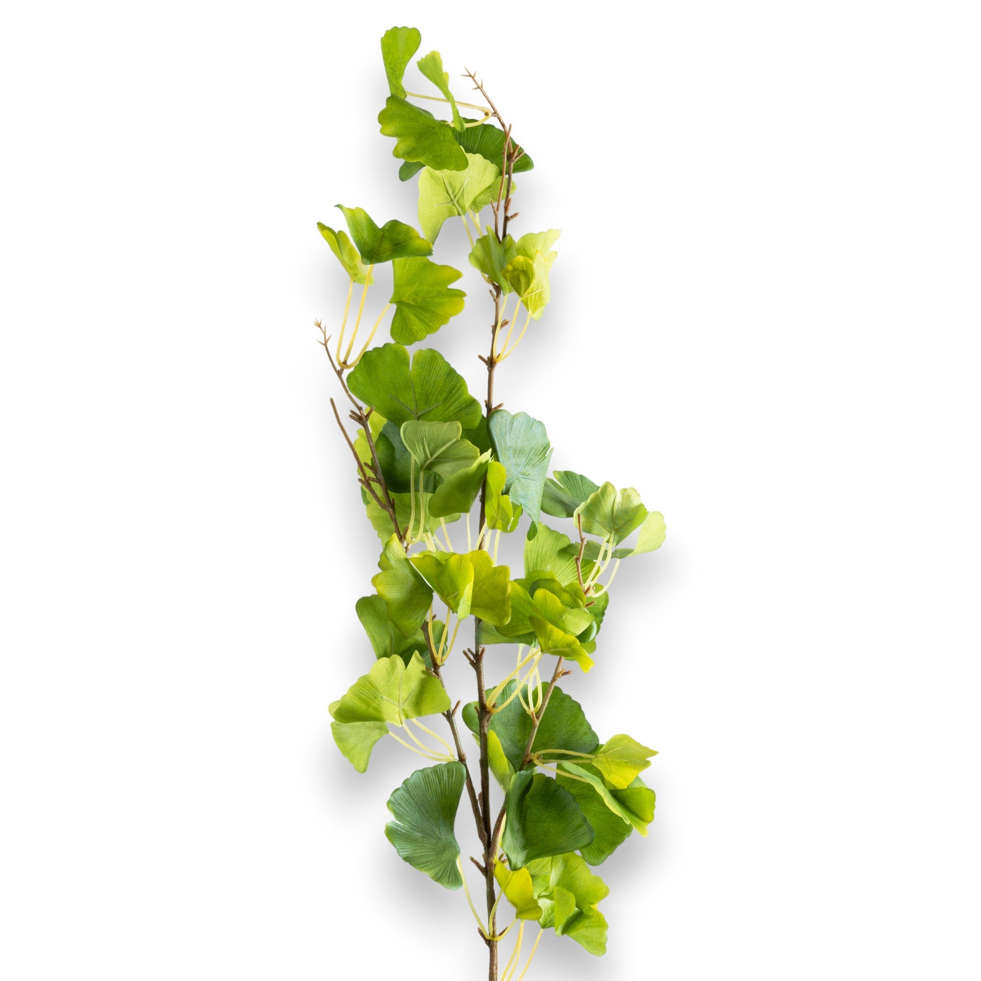 Variegated Green Maple