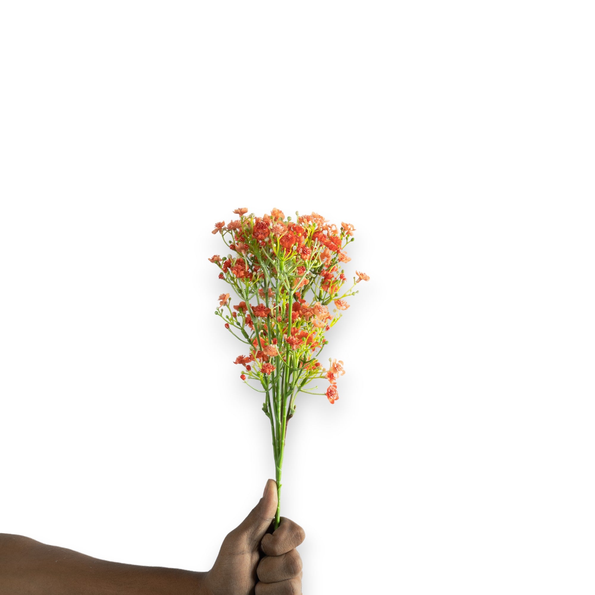 Coral Red Gypsophila