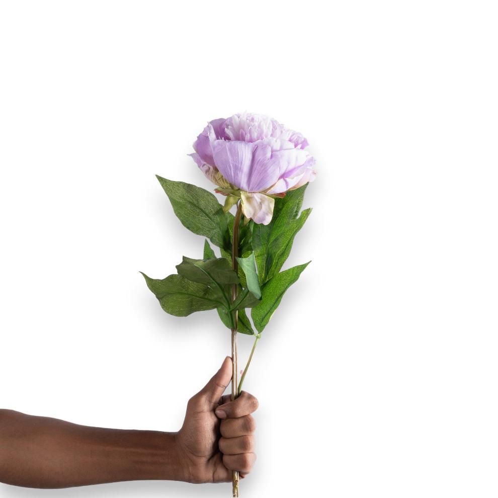 Lilac Peony