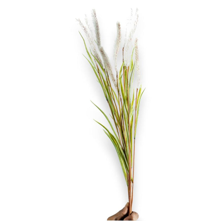 White Reed Grass