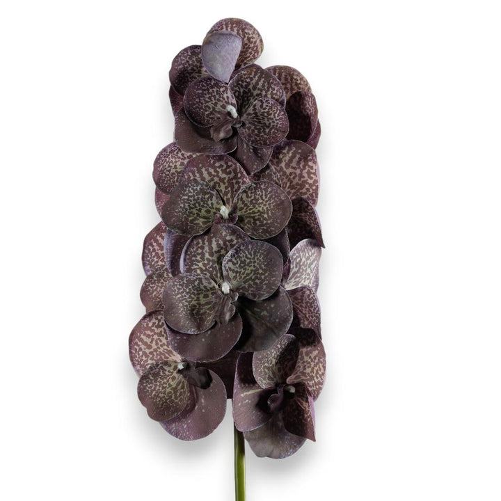 Smoky Violet Orchids