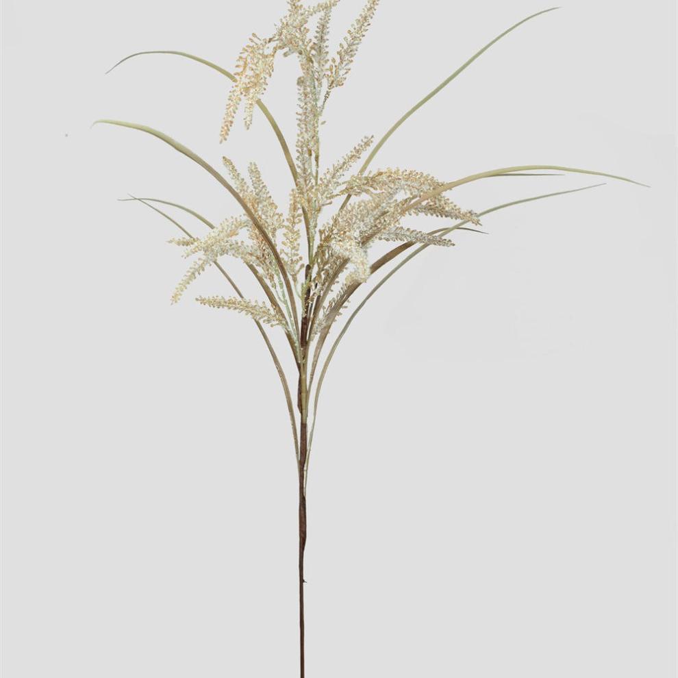 Cream Spider Grass