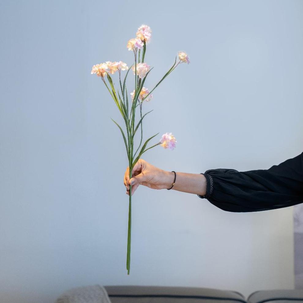 Bubblegum Pink Dianthus