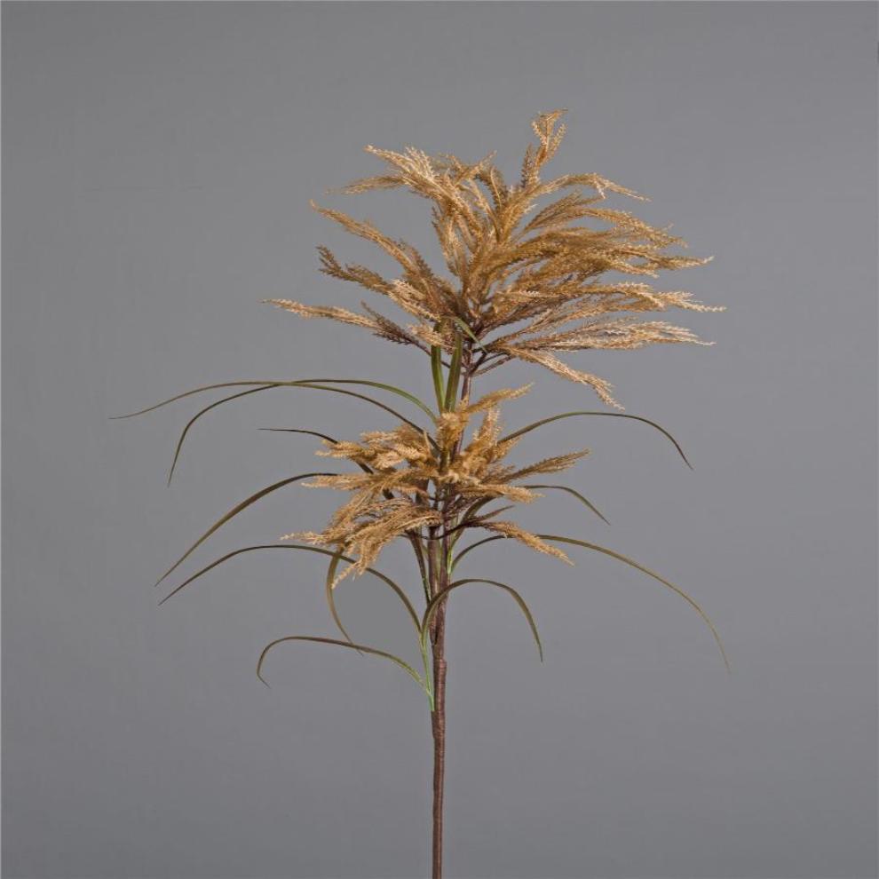 Bronze Spider Protea