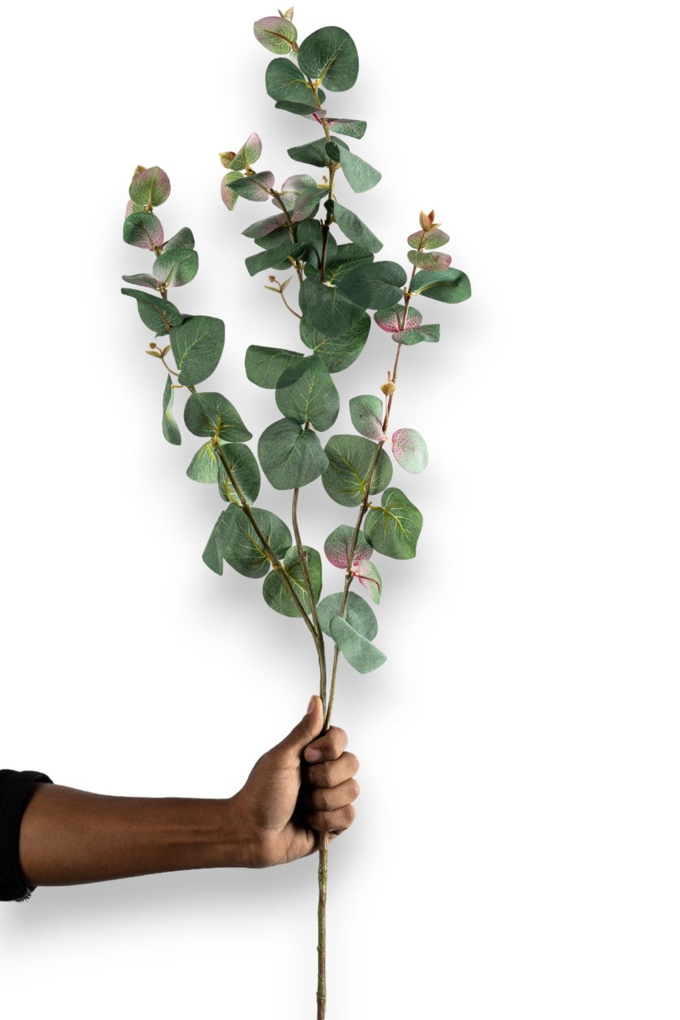 Green Eucalyptus
