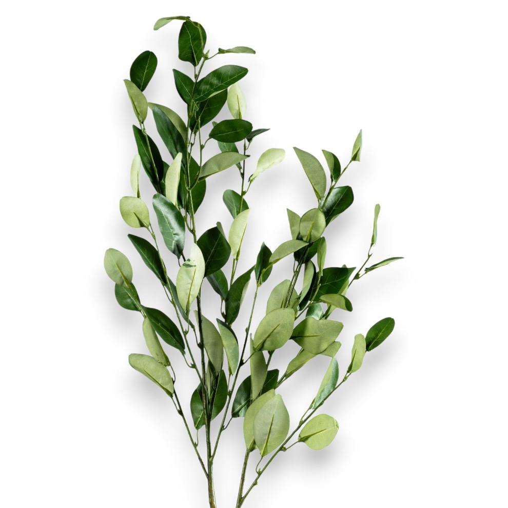 Green Olive Branch