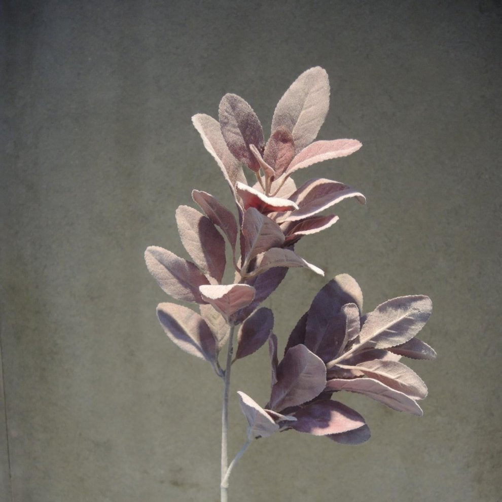 Plum Purple Magnolia