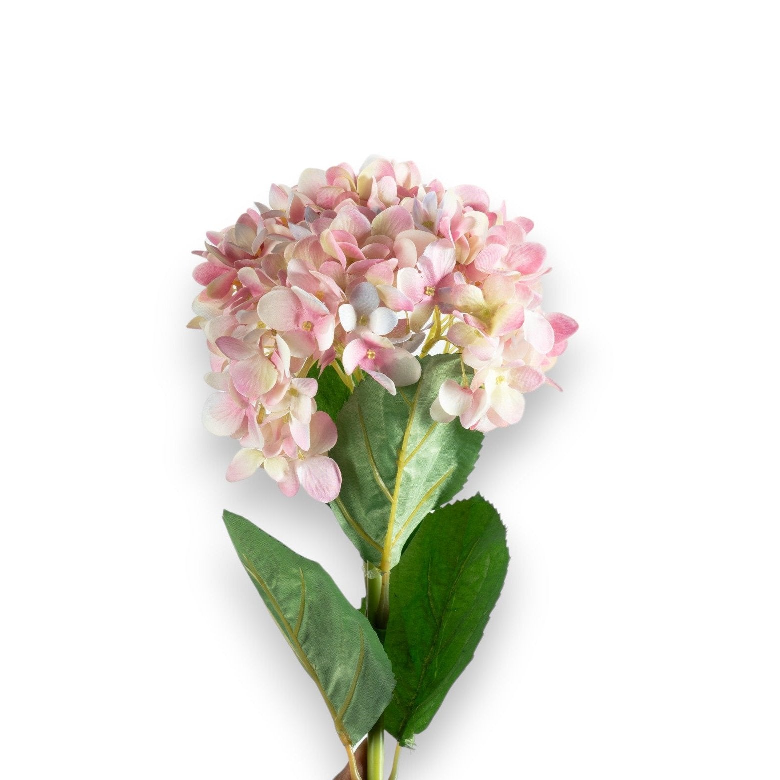 Blush Pink Hydrangea