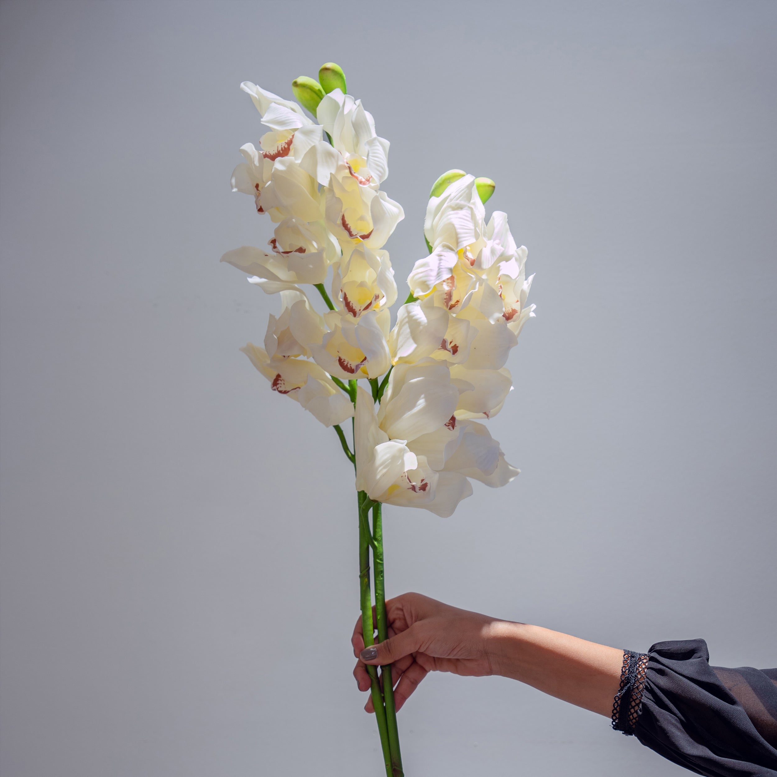 Cream White Orchids