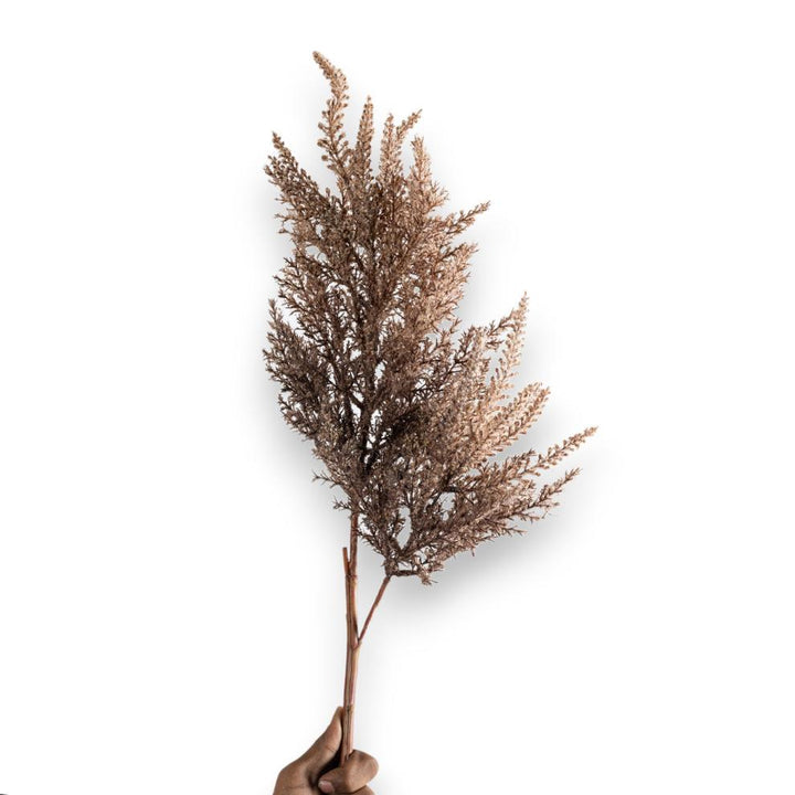 Deep Plum Feather Grass