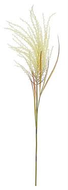 Cream Spider Grass