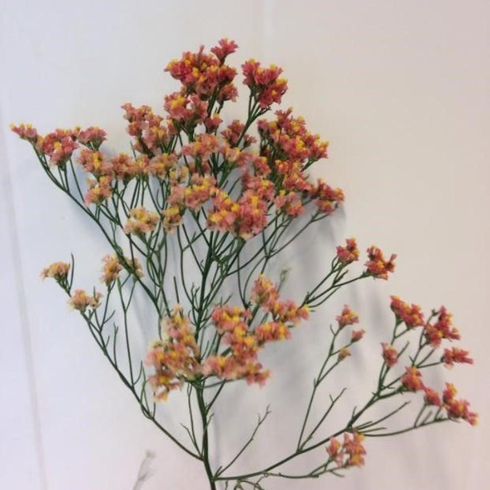 Coral Red Gypsophila