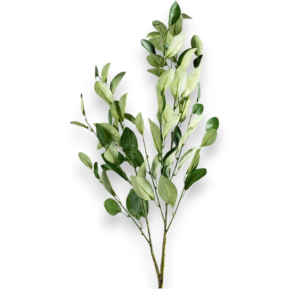Green Olive Branch