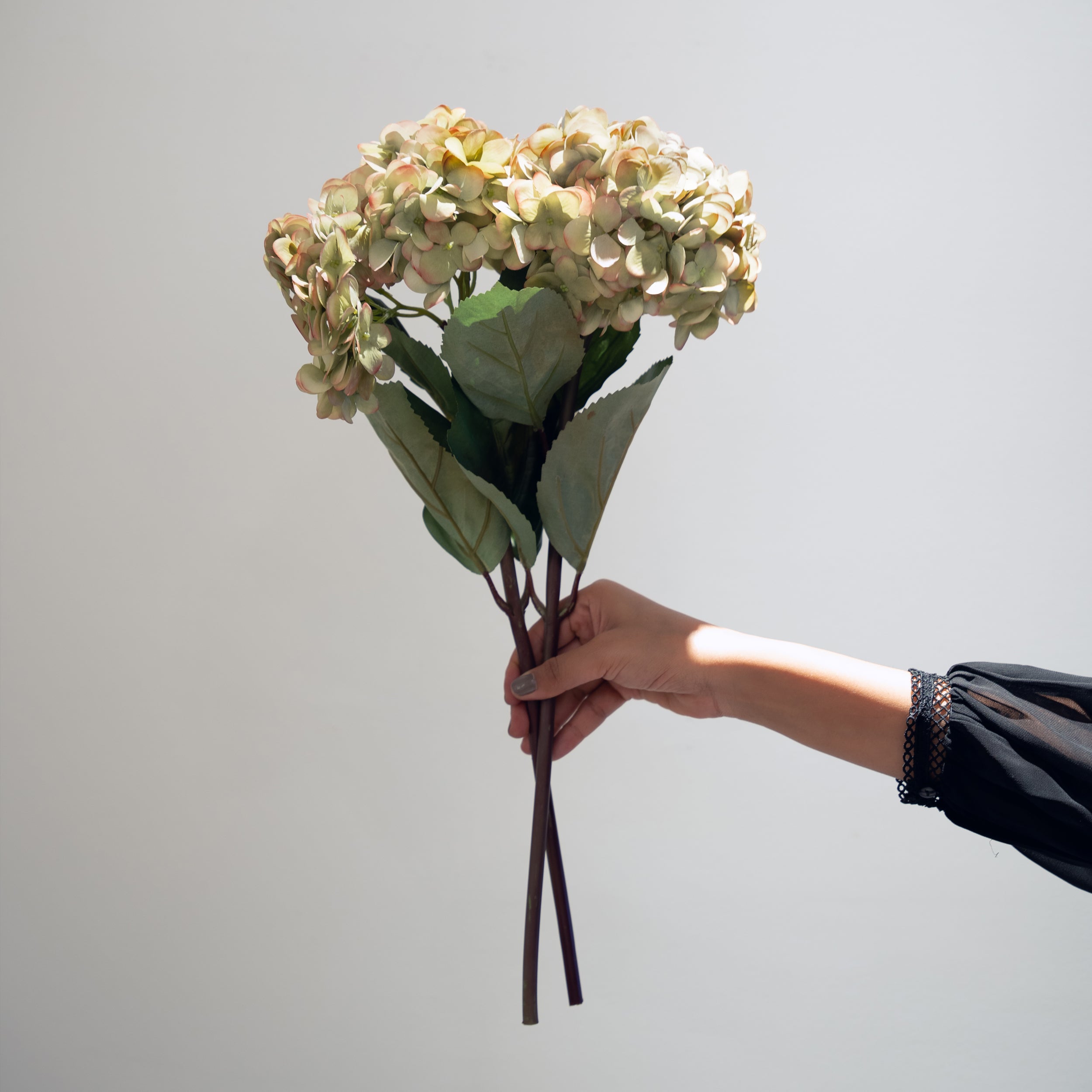 Antique Green Hydrangea