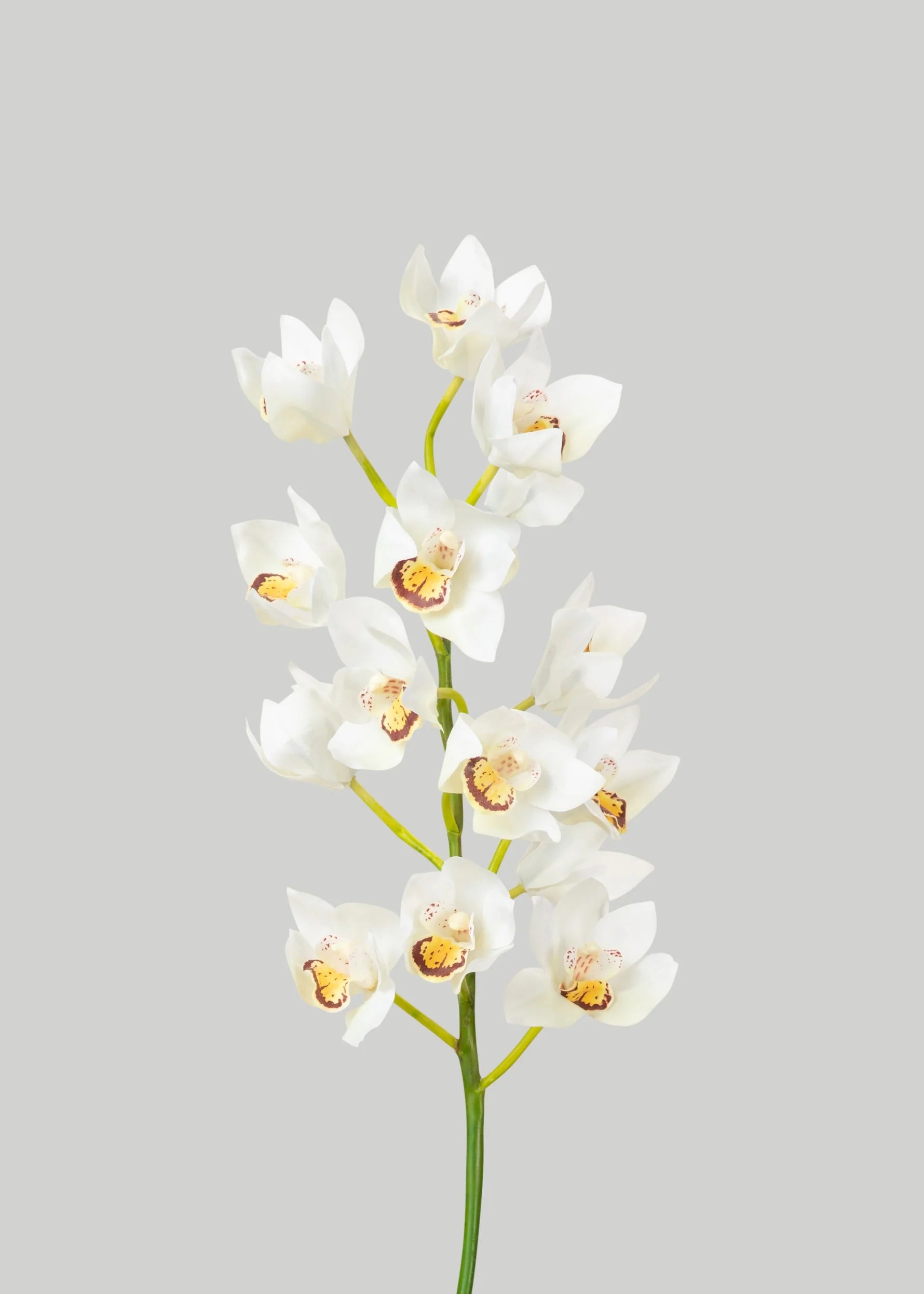 Cream White Orchids