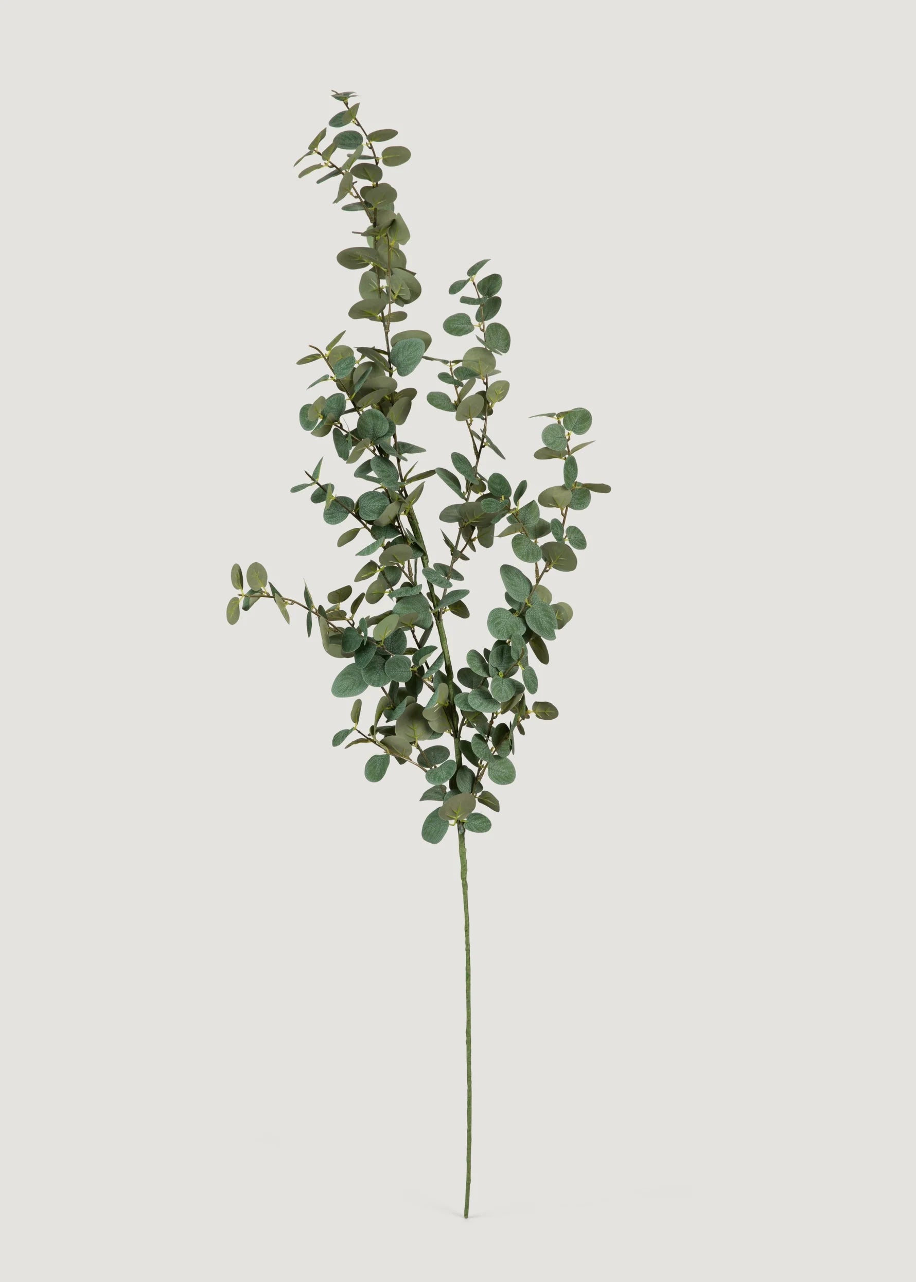 Green Eucalyptus