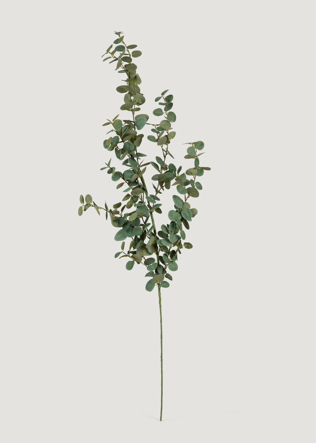 Green Eucalyptus