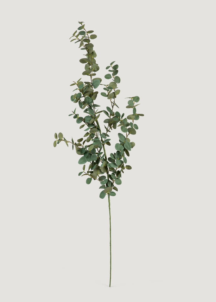 Green Eucalyptus