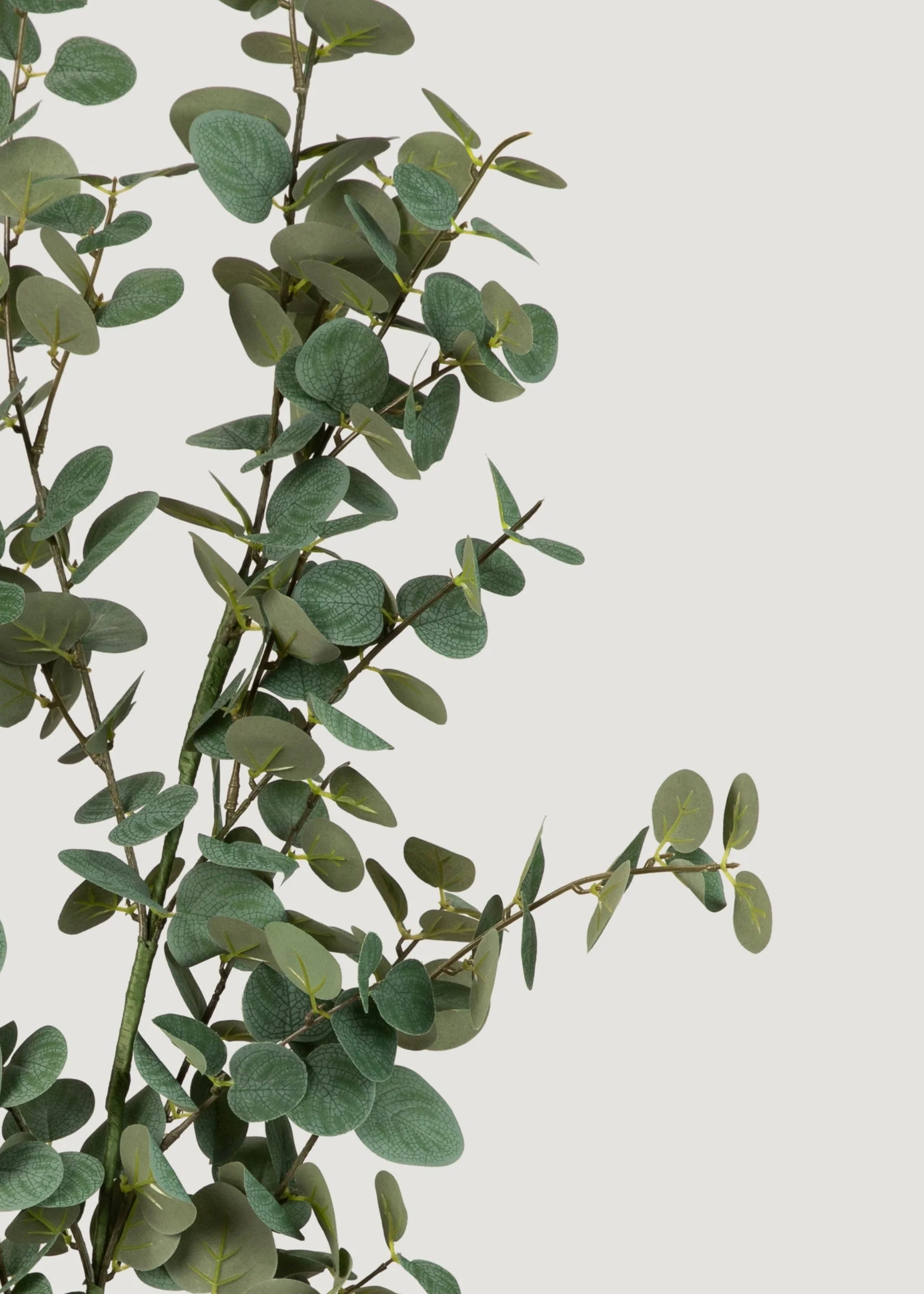 Green Eucalyptus