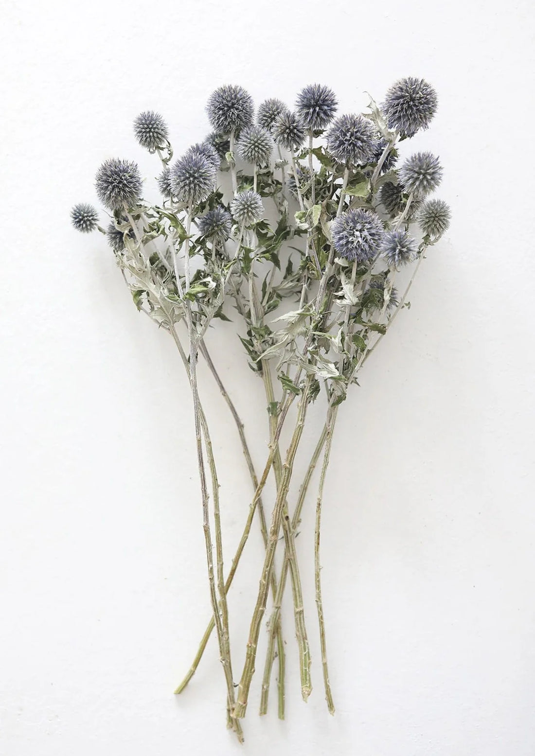 Blue Green Echinops Globe Thistles