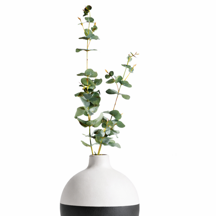 Silver Dollar Eucalyptus