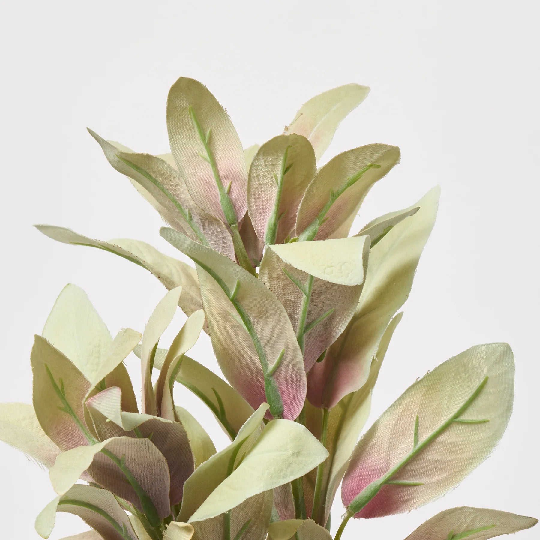 Blush Pink Eucalyptus