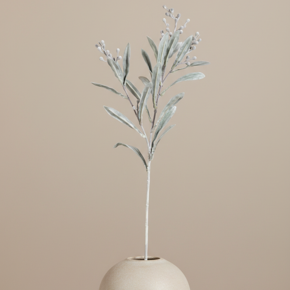Silver Dusty Miller