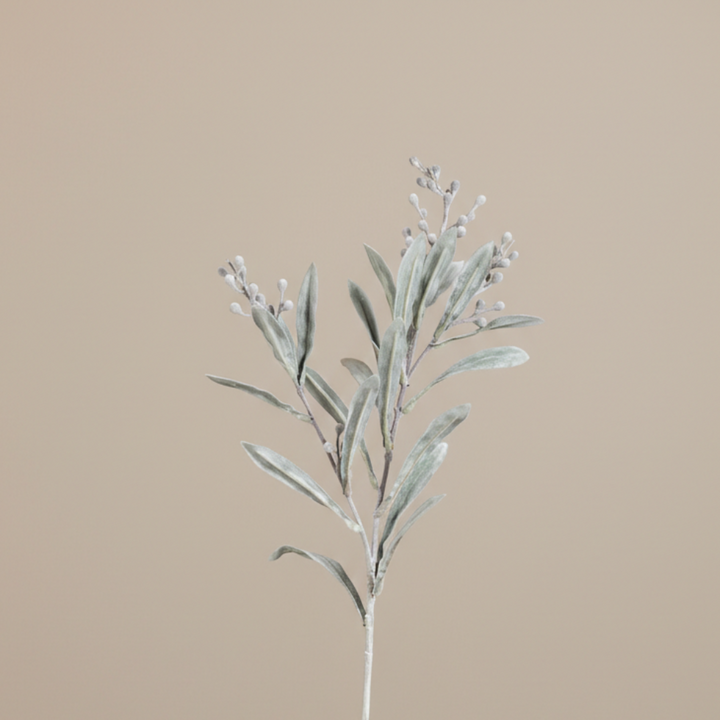 Silver Dusty Miller