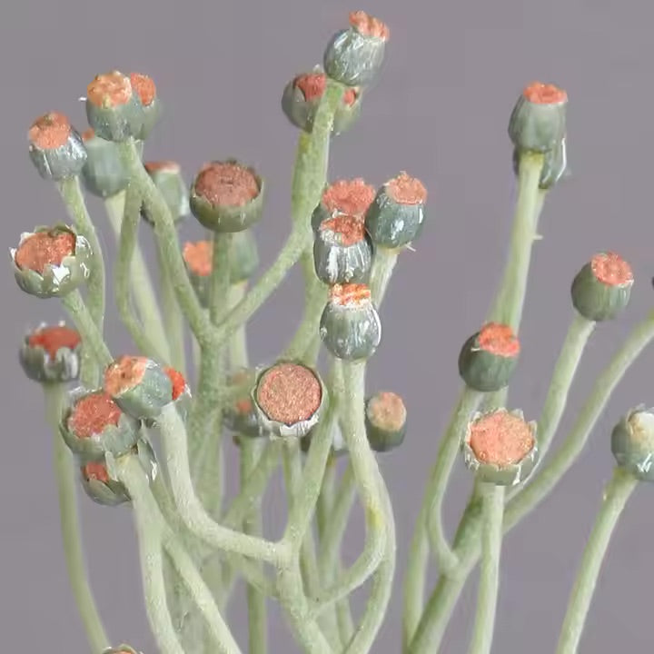 Blush Peach Dill Flowers