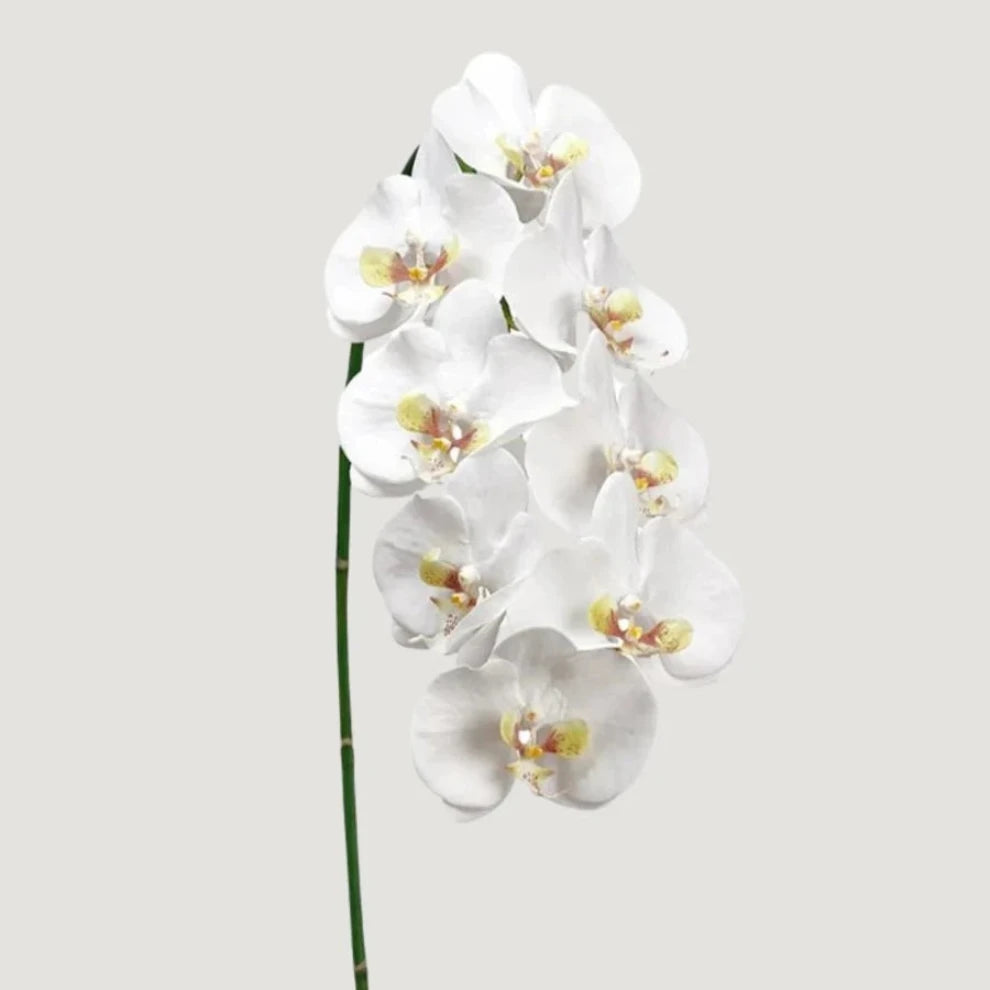 Cream White Orchids