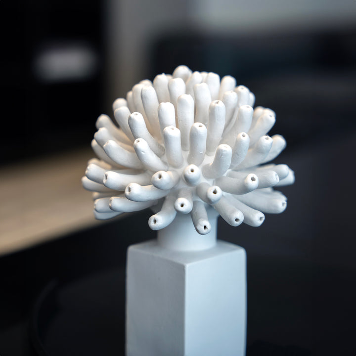 Nova Bloom