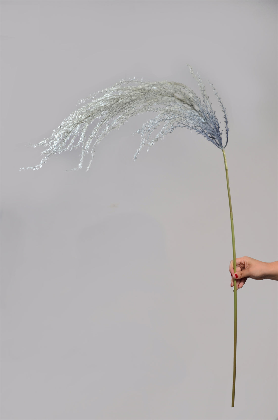 Silver Pampas Grass