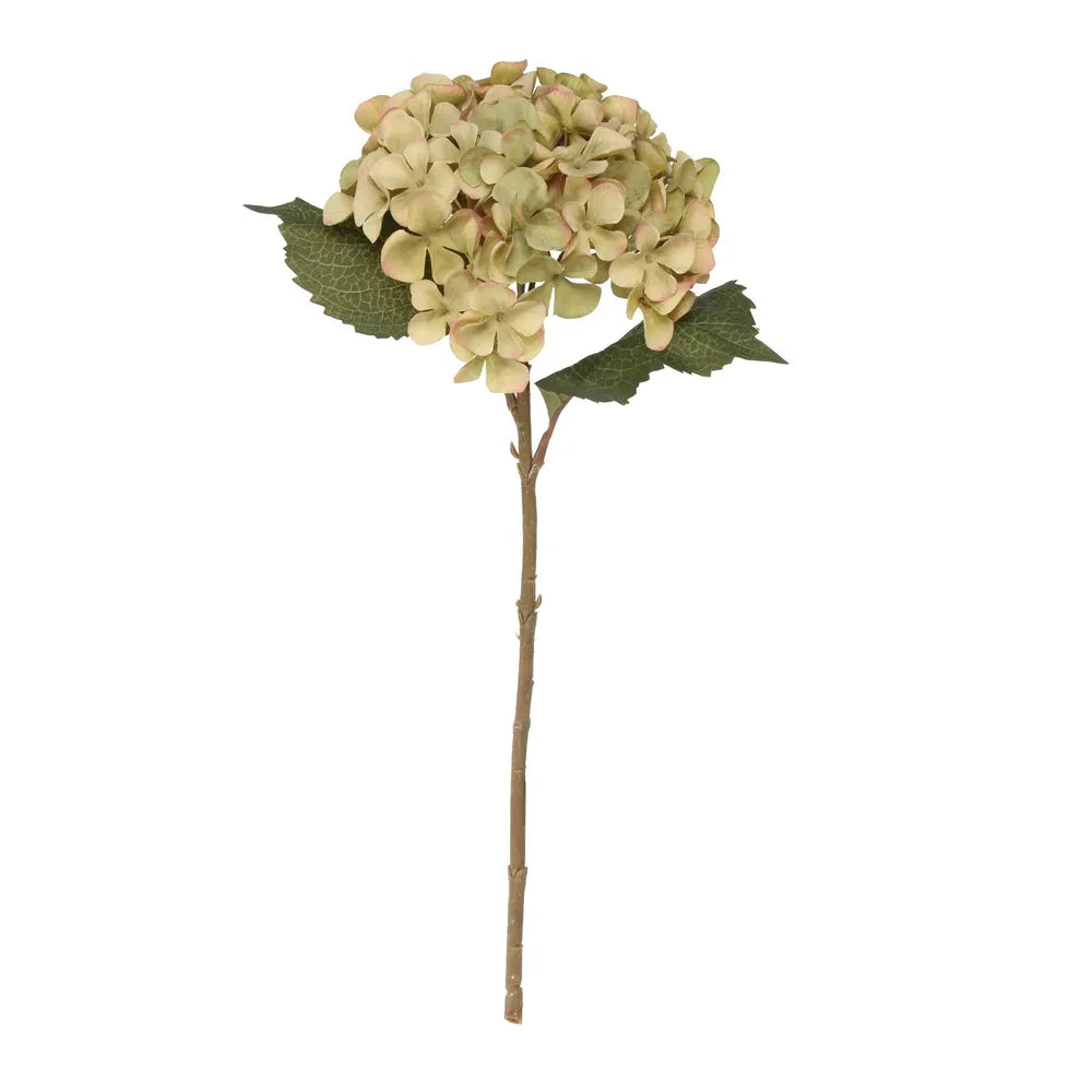 Antique Green Hydrangea