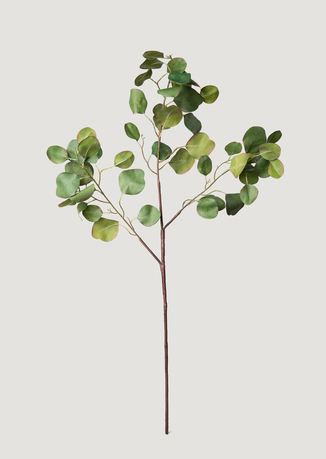 Emerald Green Eucalyptus